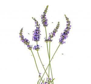 Abbildung verschiedener Lavendel Zweige und Lavendel Blüten