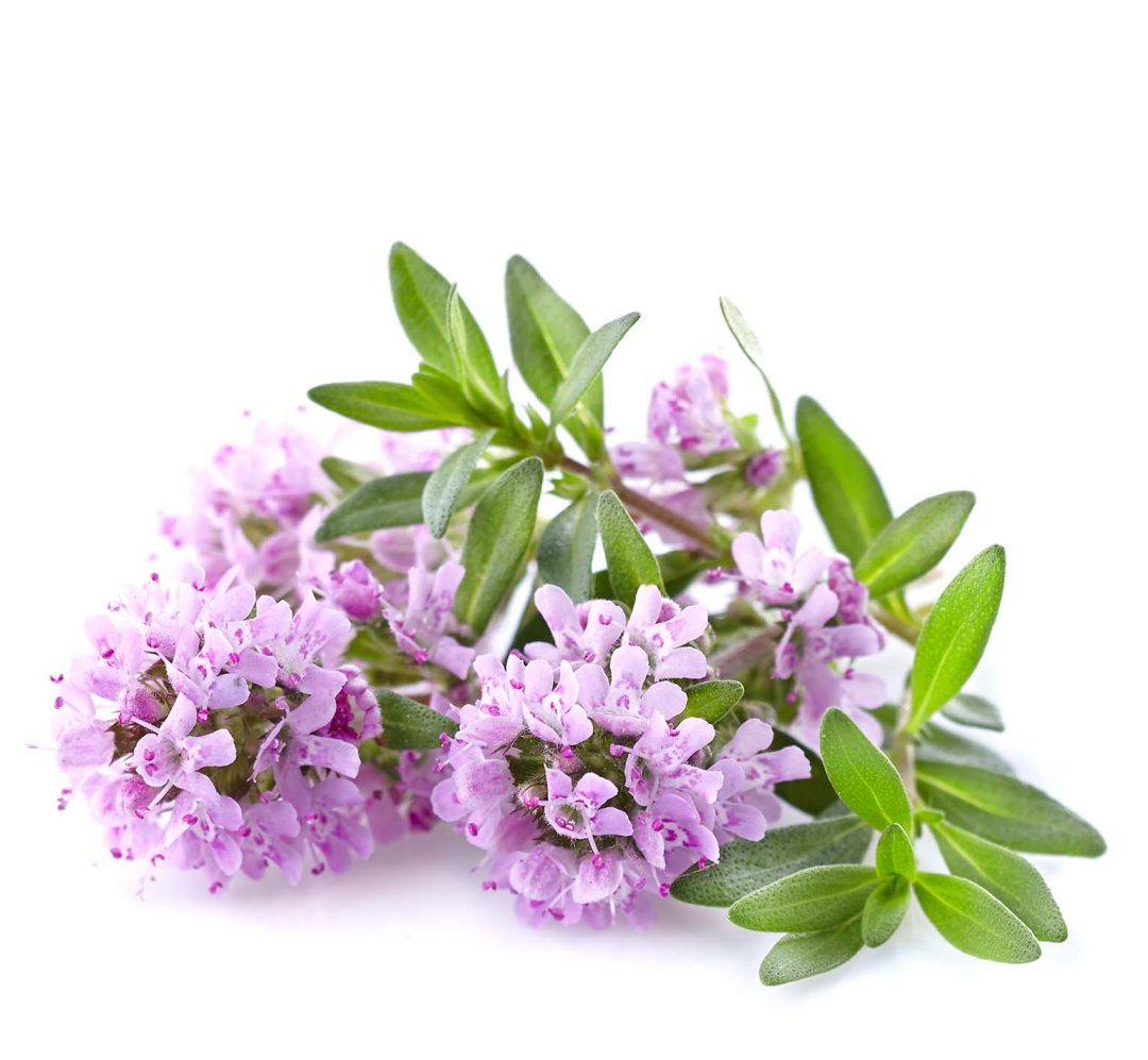 Thymian LiiL GmbH
