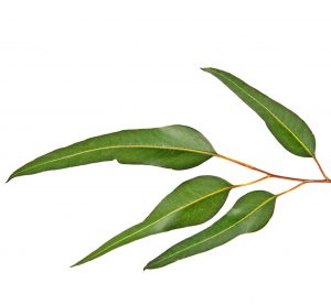 Abbildung mehrerer Eukalyptus Blätter