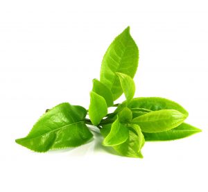 Grüner Tee Blätter