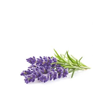 Abbildung verschiedener Lavendel Zweige und Lavendel Blüten