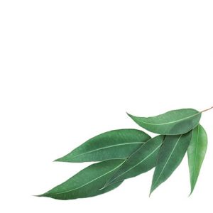 Abbildung mehrerer Eukalyptus Blätter
