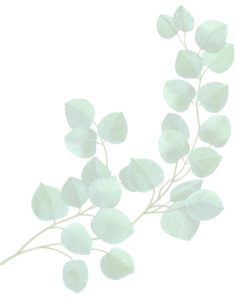 Ein transparenter Hintergrund, auf dem ganz schwach ein Eukalyptuszweig zu erkennen ist.
