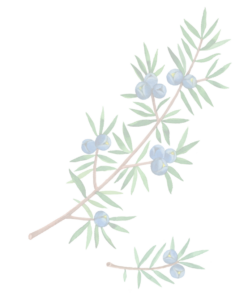 Ein transparenter Hintergrund, auf dem ganz schwach Wacholderzweige und Wacholderbeeren zu erkennen sind.