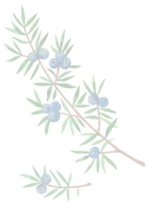 Ein transparenter Hintergrund, auf dem ganz schwach Wacholderzweige und Wacholderbeeren zu erkennen sind.