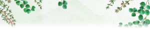 Ein grünlicher und leicht transparenter Hintergrund. Auf der oberen Hälfte sind Eukalyptus Zweige und Thymian Blüten abgebildet.